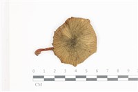登錄號:F0036601藏品圖，第1張