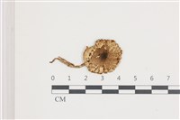 登錄號:F0036607藏品圖，第1張
