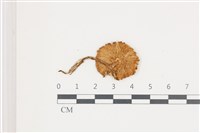 登錄號:F0036607藏品圖，第3張