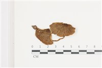 登錄號:F0036614藏品圖，第1張
