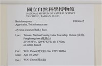 利氏小菇藏品圖，第2張
