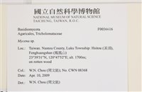 小菇屬藏品圖，第2張