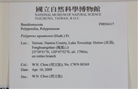 寬鱗多孔菌藏品圖，第2張