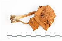 登錄號:F0036622藏品圖，第1張