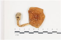 登錄號:F0036623藏品圖，第1張