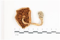 登錄號:F0036623藏品圖，第3張