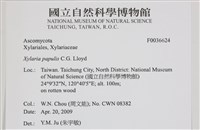 登錄號:F0036624藏品圖，第2張