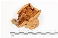 登錄號:F0036626藏品圖，第3張