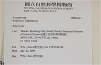 炭角菌屬藏品圖，第2張