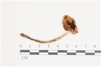 登錄號:F0036628藏品圖，第1張