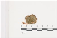 登錄號:F0036630藏品圖，第1張