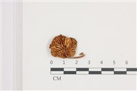 登錄號:F0036630藏品圖，第3張