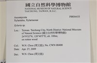 炭角菌屬藏品圖，第2張
