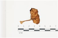登錄號:F0036634藏品圖，第3張