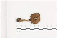 登錄號:F0036635藏品圖，第1張