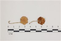 登錄號:F0036637藏品圖，第1張