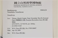銀耳屬藏品圖，第2張