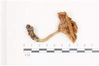 登錄號:F0036639藏品圖，第1張