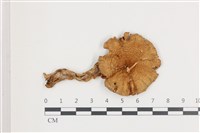 登錄號:F0036640藏品圖，第1張