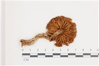 登錄號:F0036640藏品圖，第3張