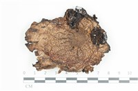 登錄號:F0036641藏品圖，第1張