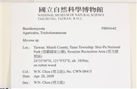 小菇屬藏品圖，第2張