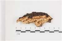 登錄號:F0036643藏品圖，第1張