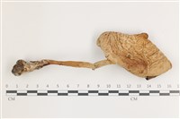 登錄號:F0036648藏品圖，第1張