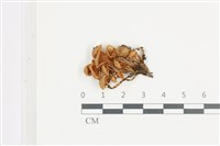 登錄號:F0036650藏品圖，第1張