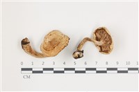 登錄號:F0036651藏品圖，第1張