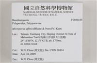 相鄰小孔菌藏品圖，第2張