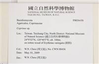 鬼傘屬藏品圖，第2張