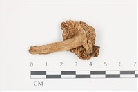 登錄號:F0036658藏品圖，第3張