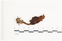 登錄號:F0036659藏品圖，第1張