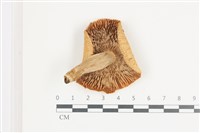 登錄號:F0036662藏品圖，第3張