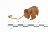 登錄號:F0036664藏品圖，第1張
