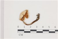 登錄號:F0036666藏品圖，第3張
