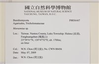 小皮傘屬藏品圖，第2張