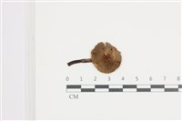 登錄號:F0036669藏品圖，第1張