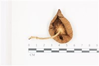 登錄號:F0036673藏品圖，第3張