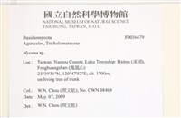 小菇屬藏品圖，第2張