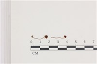 登錄號:F0036680藏品圖，第1張