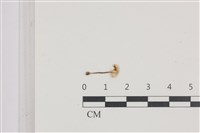 登錄號:F0036684藏品圖，第1張