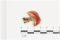 登錄號:F0036690藏品圖，第1張