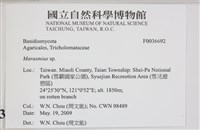 小皮傘屬藏品圖，第2張