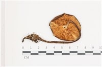 登錄號:F0036693藏品圖，第3張