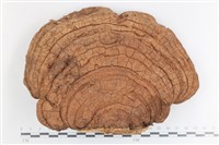 登錄號:F0036694藏品圖，第1張