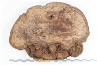 登錄號:F0036694藏品圖，第3張