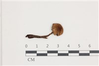 登錄號:F0036696藏品圖，第1張
