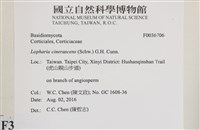 登錄號:F0036706藏品圖，第2張